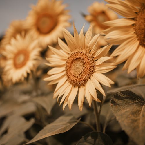 Sunflowers at Dorothea Dix Park | Must See In Raleigh NC by Jessica Linn